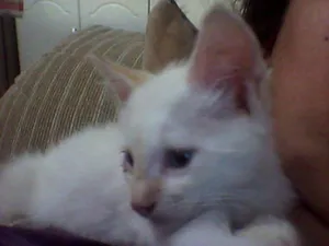 Gato raça SRD idade 2 a 6 meses nome  MILK