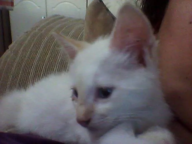 Gato ra a SRD idade 2 a 6 meses nome  MILK