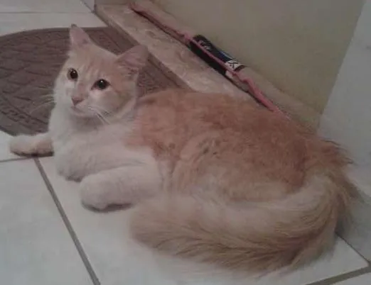 Gato ra a somali idade 2 anos nome Bob