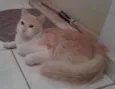Bob