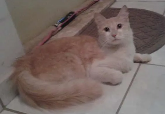 Gato ra a somali idade 2 anos nome Bob