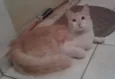 Bob