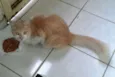 Bob