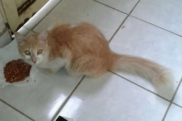 Gato ra a somali idade 2 anos nome Bob
