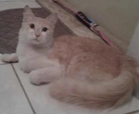 Gato ra a somali idade 2 anos nome Bob