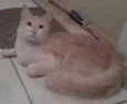 Bob