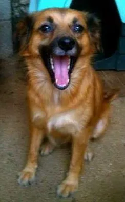 Cachorro raça SRD idade 2 anos nome Mel