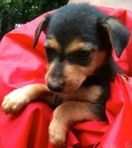 Cachorro raça SRD idade Abaixo de 2 meses nome Gugu e Kiko