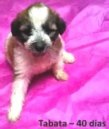 Cachorro raça SRD idade Abaixo de 2 meses nome Tabata, Juju e Tutti