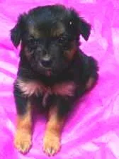 Cachorro ra a SRD idade Abaixo de 2 meses nome Tabata, Juju e Tutti