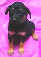 Cachorro ra a SRD idade Abaixo de 2 meses nome Tabata, Juju e Tutti