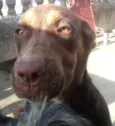 magno e panterinha