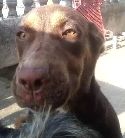 Cachorro ra a sem raça definida idade 7 a 11 meses nome magno e panterinha