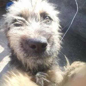 Cachorro raça sem raça definida idade 7 a 11 meses nome magno e panterinha