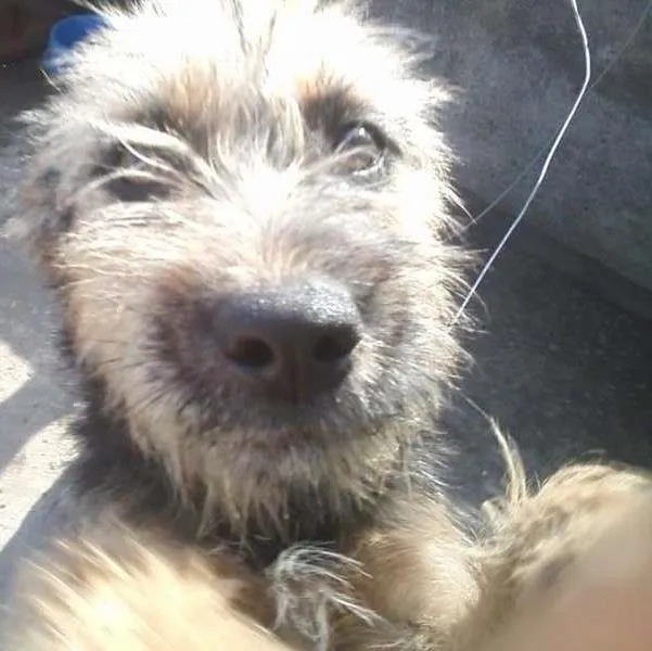 Cachorro ra a sem raça definida idade 7 a 11 meses nome magno e panterinha