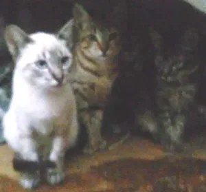 Gato raça viralata idade 2 a 6 meses nome sem nome