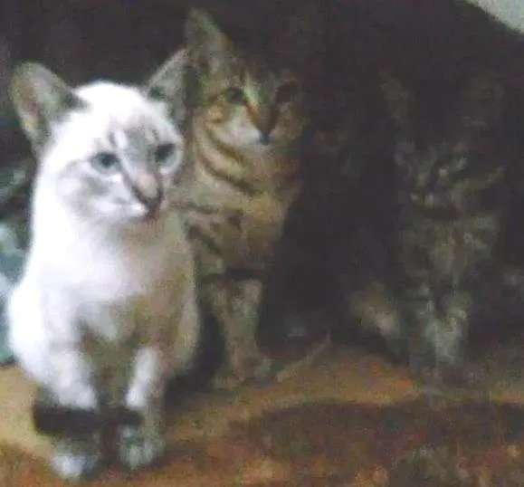Gato ra a viralata idade 2 a 6 meses nome sem nome