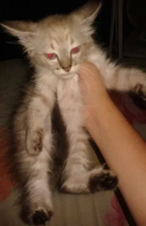 Gato raça  idade 2 a 6 meses nome Farinha