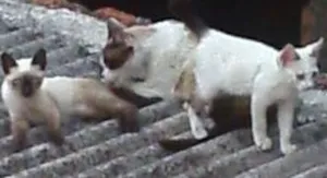 Gato raça sem raça definida idade Abaixo de 2 meses nome Nina e Tom