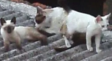 Gato raça sem raça definida idade Abaixo de 2 meses nome Nina e Tom