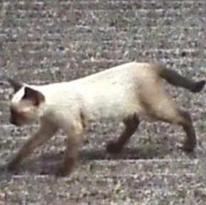 Gato raça sem raça definida idade Abaixo de 2 meses nome Nina e Tom