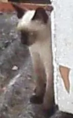 Gato raça sem raça definida idade Abaixo de 2 meses nome Nina e Tom