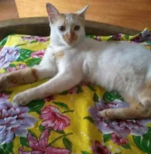 Gato raça SRD idade 7 a 11 meses nome Bon Jovi
