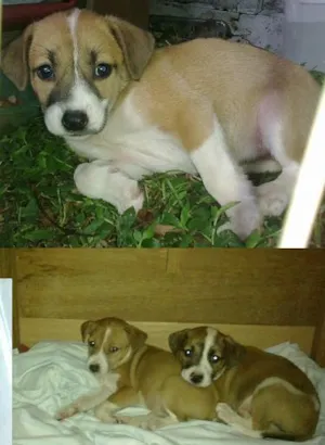 Cachorro raça não identificada idade Abaixo de 2 meses nome Anjos