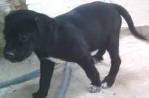 Cachorro raça SRD idade Abaixo de 2 meses nome Lindos filhotes