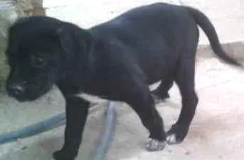 Cachorro ra a SRD idade Abaixo de 2 meses nome Lindos filhotes