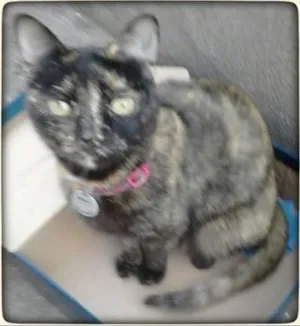 Gato raça SRD idade 5 anos nome Tina