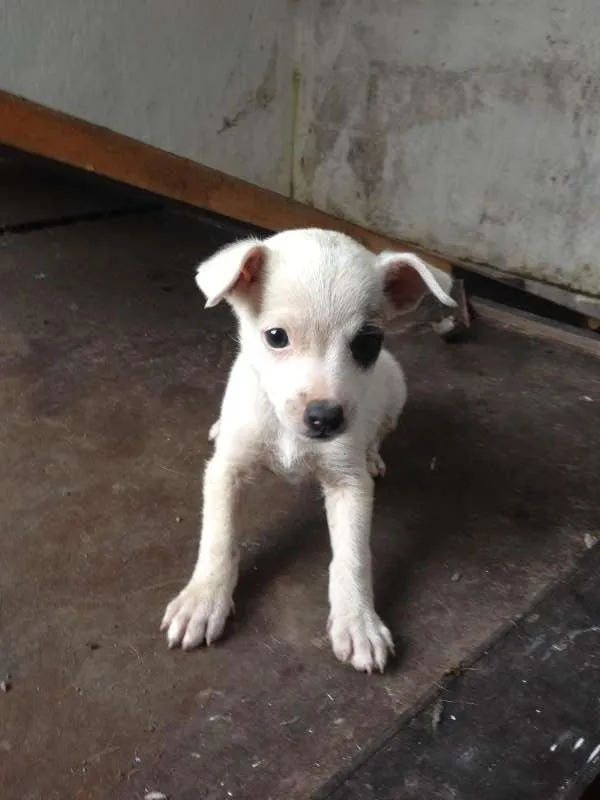 Cachorro raça  idade Abaixo de 2 meses nome lina