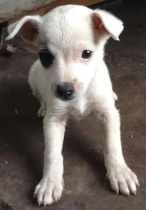 Cachorro raça  idade Abaixo de 2 meses nome lina