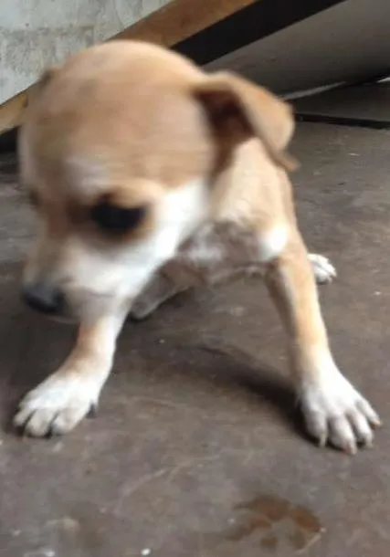 Cachorro raça  idade Abaixo de 2 meses nome lina