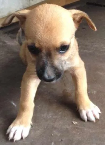 Cachorro raça  idade Abaixo de 2 meses nome lina
