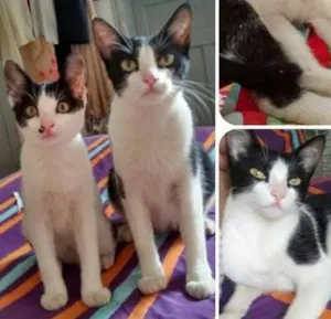 Gato raça SRD idade 2 a 6 meses nome Bianca e Vick 