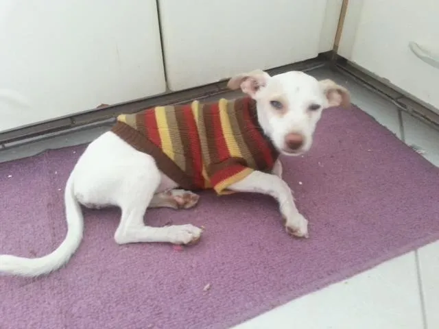 Cachorro ra a vira lata idade 2 a 6 meses nome sem nome