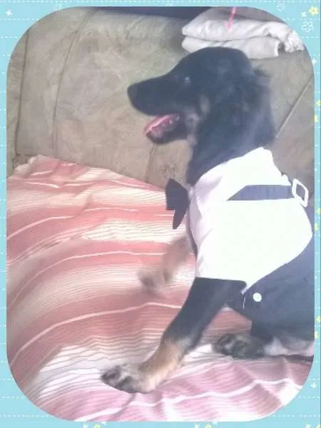 Cachorro ra a  idade 2 a 6 meses nome Vitor