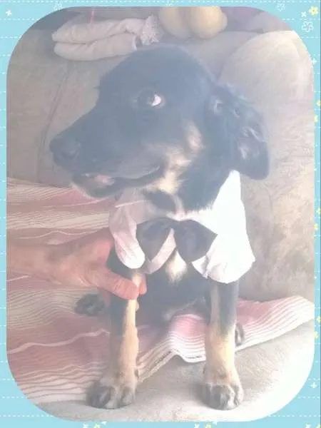 Cachorro ra a  idade 2 a 6 meses nome Vitor