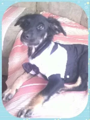 Cachorro raça  idade 2 a 6 meses nome Vitor