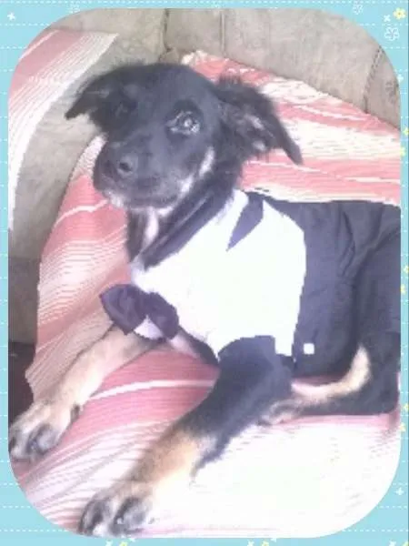 Cachorro ra a  idade 2 a 6 meses nome Vitor