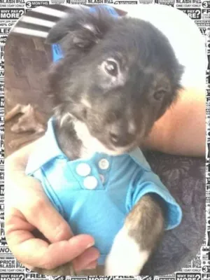 Cachorro raça sem raça definida idade 2 a 6 meses nome Matheus