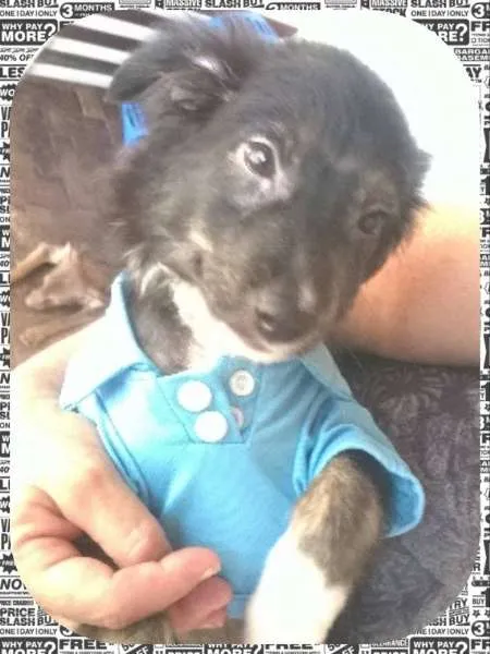 Cachorro ra a sem raça definida idade 2 a 6 meses nome Matheus