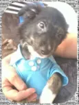 Matheus