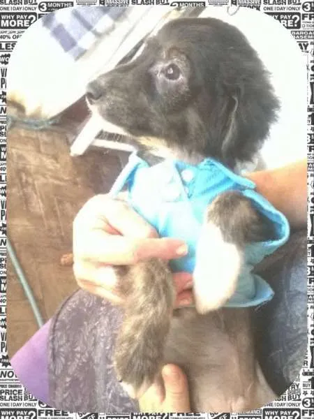Cachorro ra a sem raça definida idade 2 a 6 meses nome Matheus