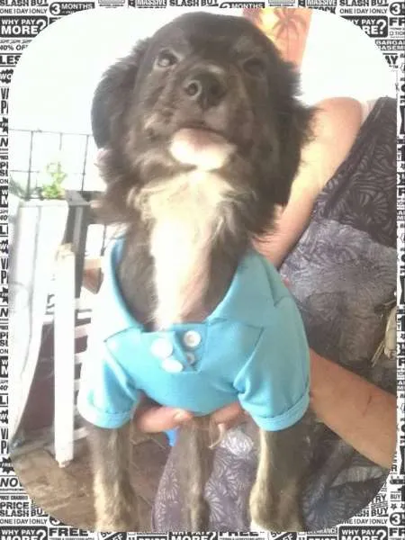 Cachorro ra a sem raça definida idade 2 a 6 meses nome Matheus