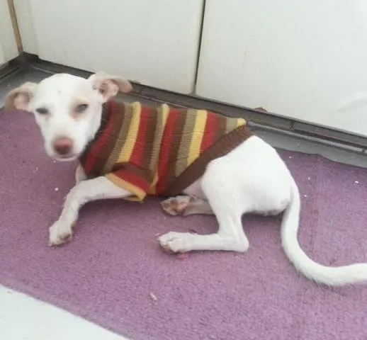 Cachorro ra a vira lata idade 2 a 6 meses nome sem nome
