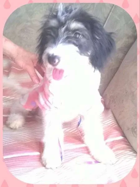 Cachorro ra a sem raça definida idade 2 a 6 meses nome Carol