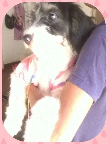 Cachorro ra a sem raça definida idade 2 a 6 meses nome Carol