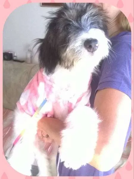 Cachorro ra a sem raça definida idade 2 a 6 meses nome Carol
